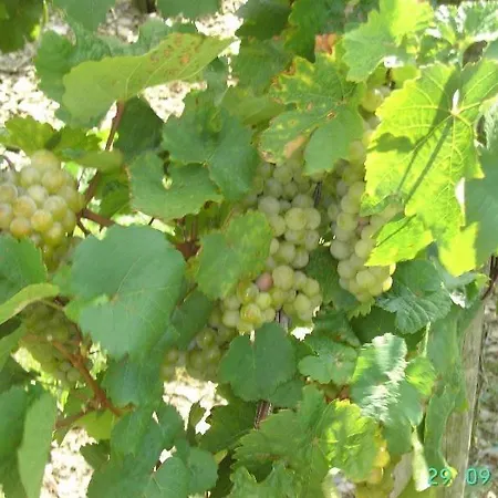 Weingut-gaestehaus Karl Otto Nalbach Гостевой дом Бридель