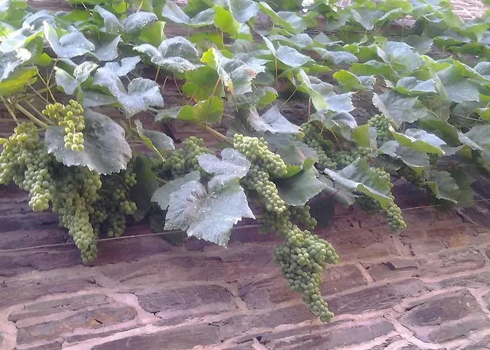 Weingut-gaestehaus Karl Otto Nalbach 3* 브리에델