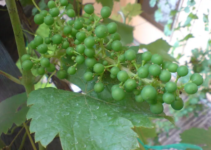 Weingut-gaestehaus Karl Otto Nalbach 브리에델