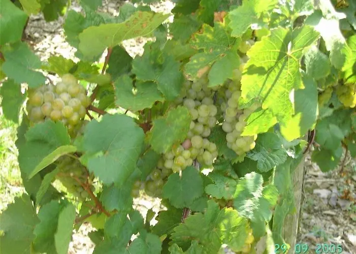 Weingut-gaestehaus Karl Otto Nalbach בית הארחה ברידל